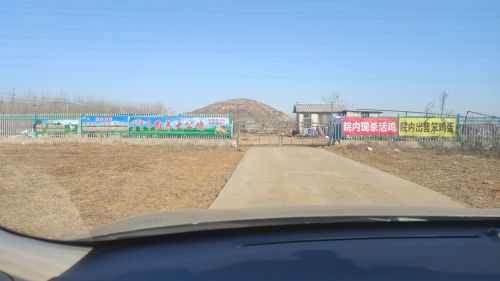 小菜篮基地散养大公鸡