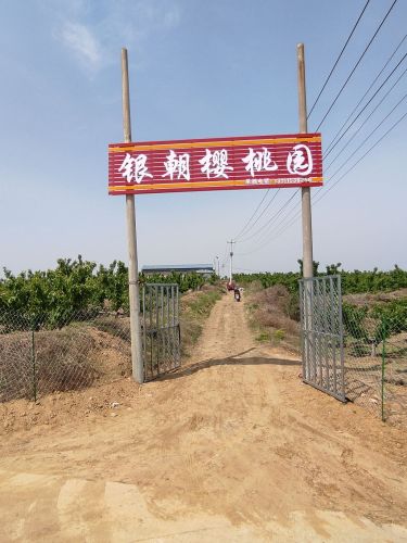 银朝樱桃园