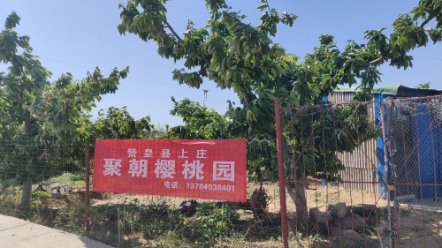 赞皇县上庄聚朝樱桃园(黑石垴)