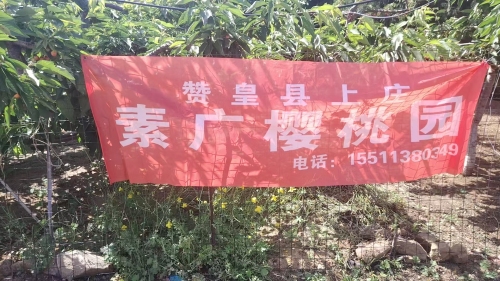 赞皇县上庄素广樱桃园