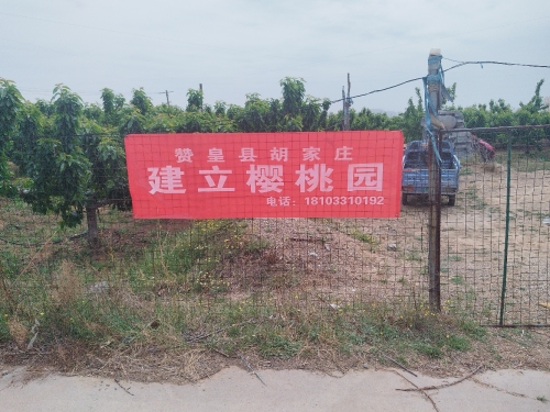 赞皇县胡家庄建立樱桃园