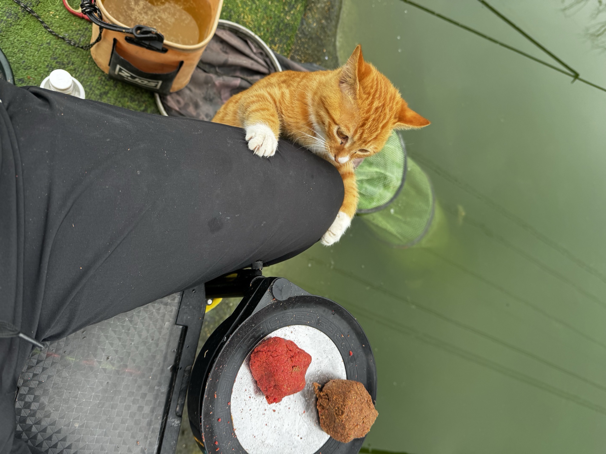 子牙猫社垂钓