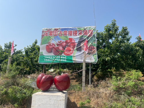 花果山占荣樱桃采摘园