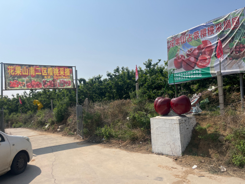 花果山占荣樱桃采摘园