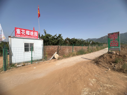 素花樱桃园