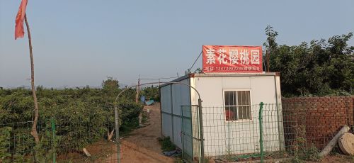 素花樱桃园