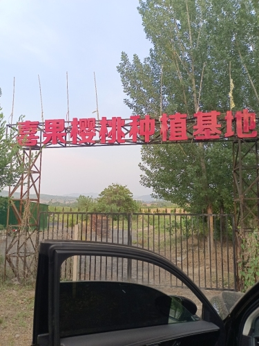 喜果樱桃种植基地