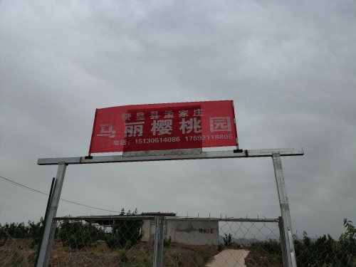 赞皇县孟家庄马丽樱桃园