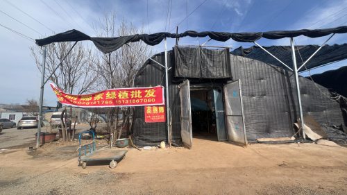 高丽娜家绿植批发