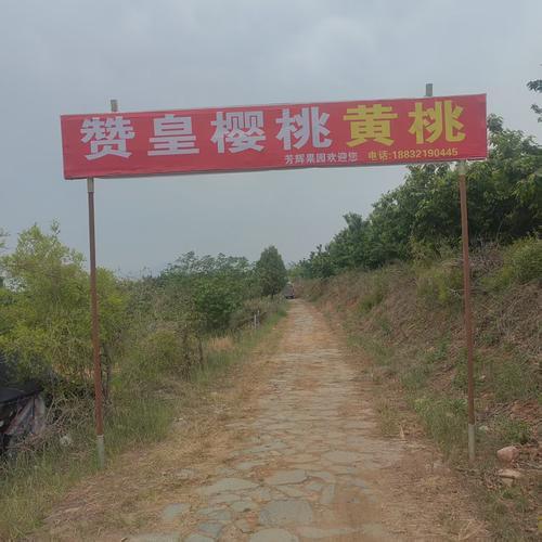 赞皇樱桃黄桃芳辉果园
