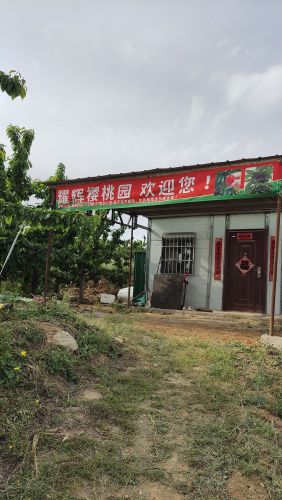 耀辉樱桃园