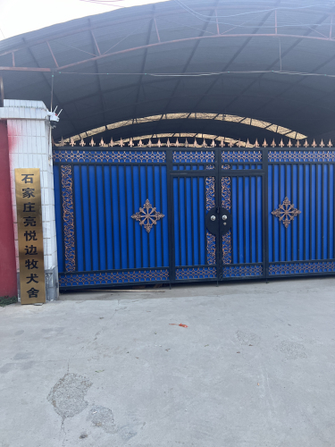 亮悦边牧