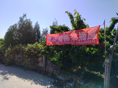 志连樱桃采摘园