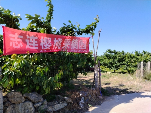 志连樱桃采摘园