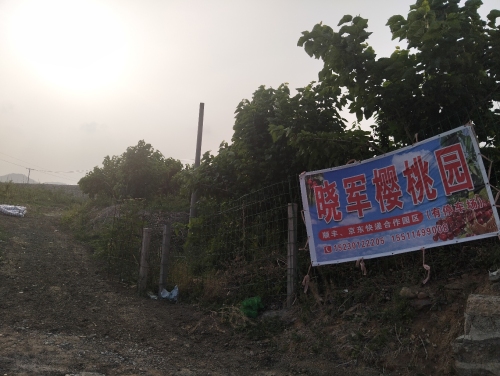 刘晓军樱桃园