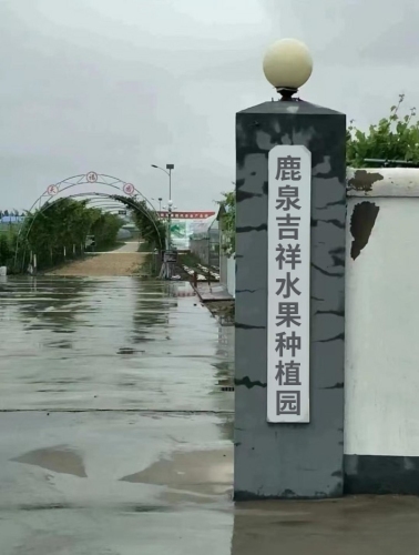 鹿泉吉祥水果种植园