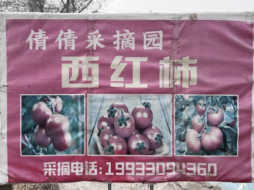 倩倩采摘园