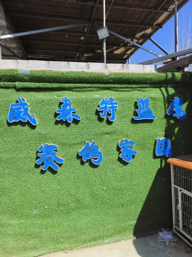 威森特蓝鹰赛鸽家园