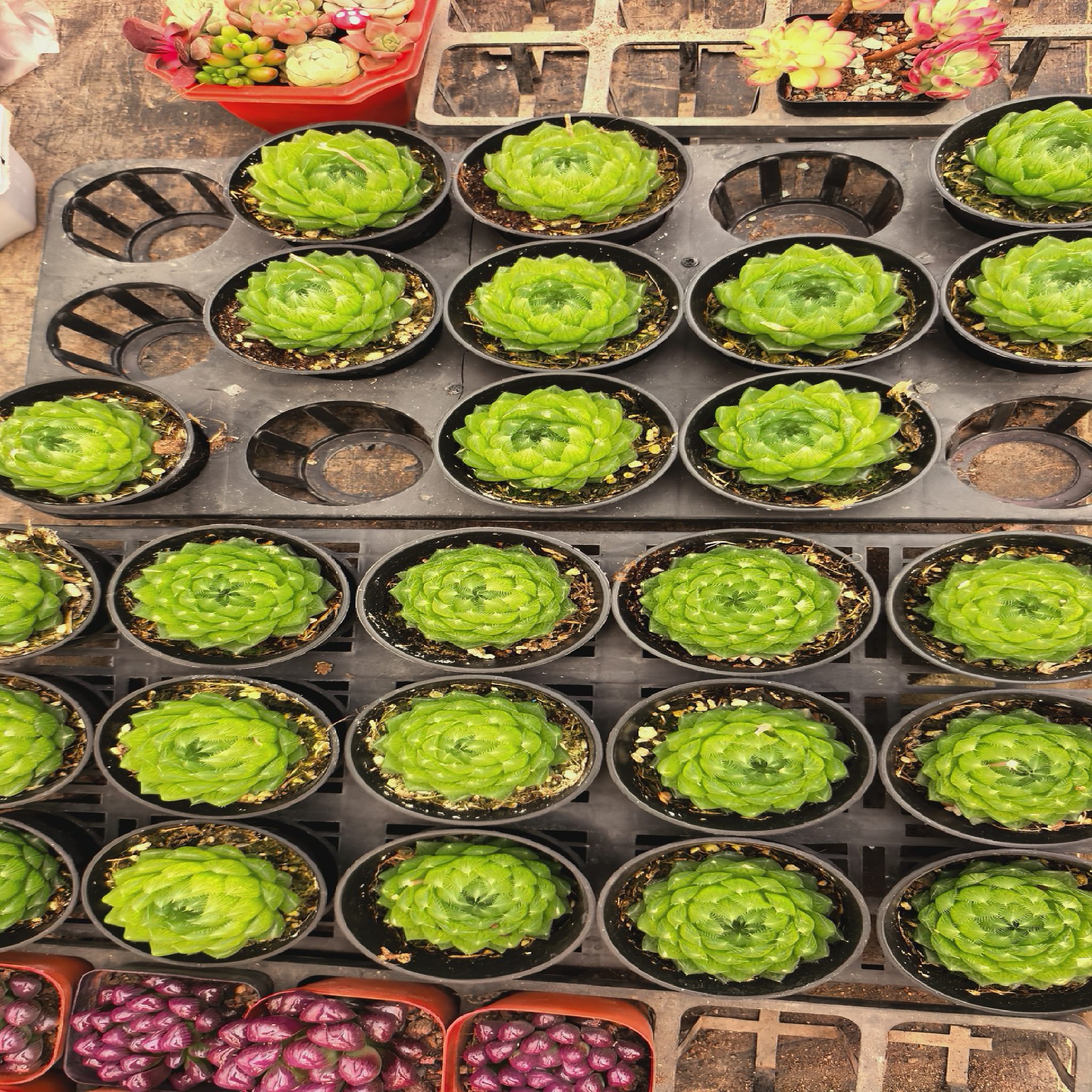 植物园花卉市场B区