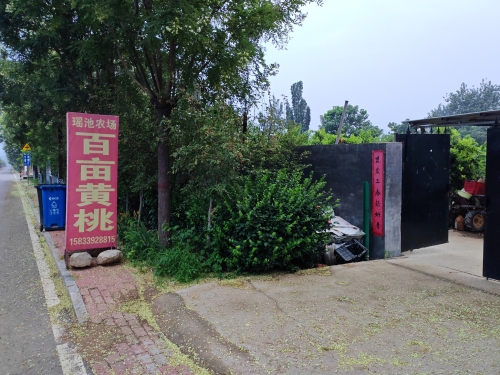 龙山瑶池百亩黄桃园