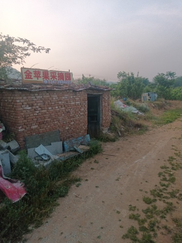 金苹果采摘园