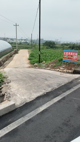 北蒿亭彪哥西红柿采摘园
