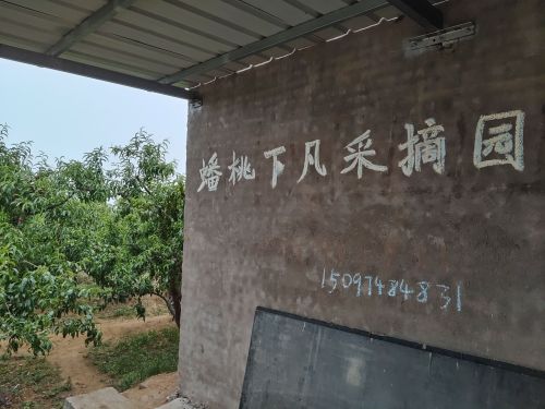 蟠桃下凡采摘园