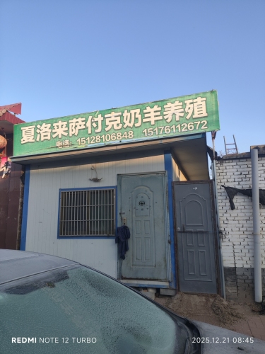 夏洛来萨付克奶羊养殖