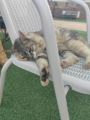 点点家园封龙猫院