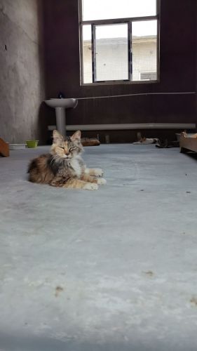 点点家园封龙猫院