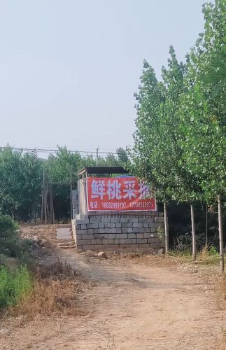 鲜桃采摘