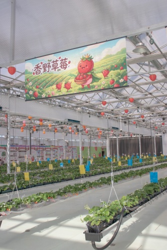彩虹农场