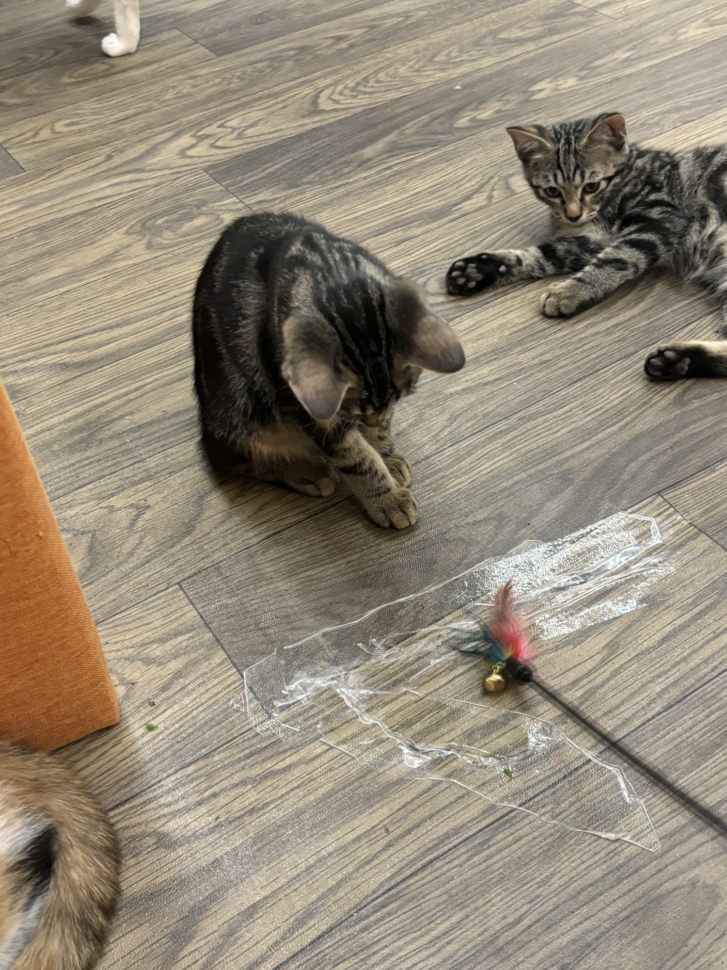 北庄巷子·猫咖