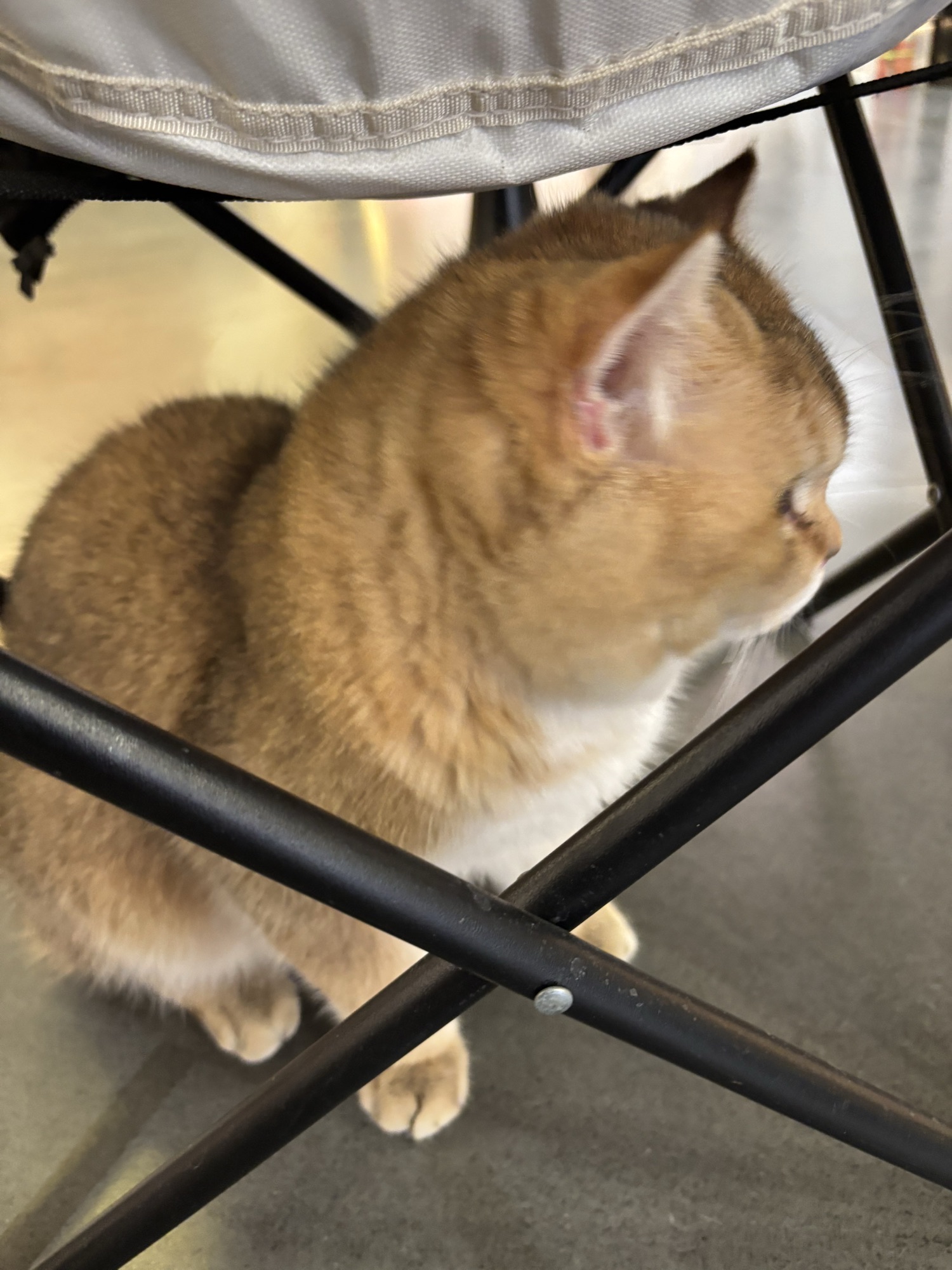 北庄巷子·猫咖