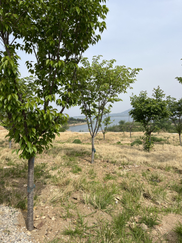 渔村半岛