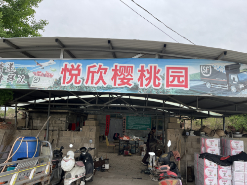 河北省悦欣樱桃采摘示范园区