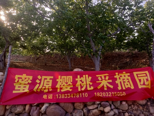 赞皇县上王小峪村蜜源樱桃采摘园