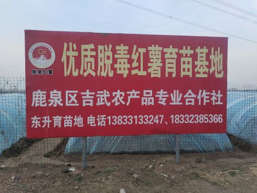 石家庄市鹿泉区吉武农产品专业合作社红薯育苗基地