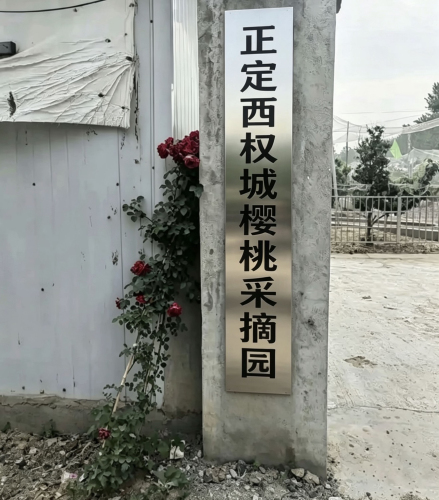 正定西权城樱桃采摘园