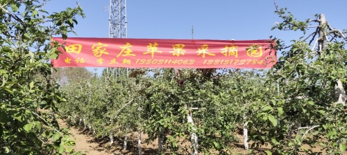 高邑县万城镇田家庄村李立朝苹果采摘园
