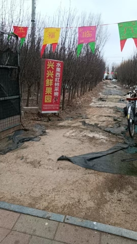 兴兴蔬菜种植采摘园