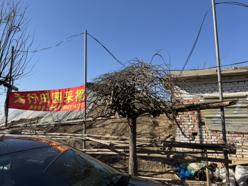 太行田园采摘园