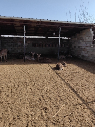 新乐梅花鹿养殖基地