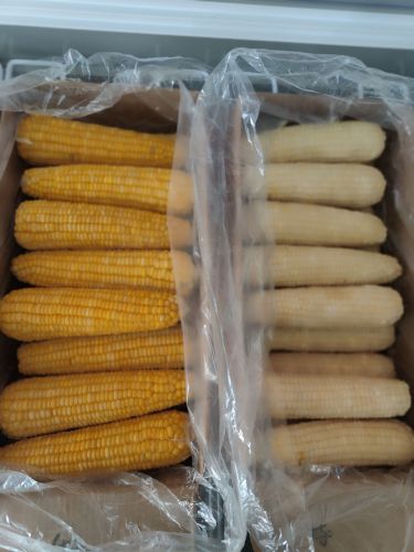 张家口鲜食玉米君海农鲜北方棒棒