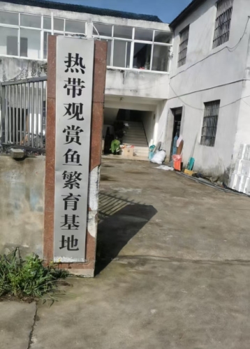 热带观赏鱼繁育基地