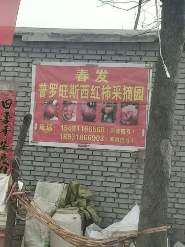 春发普罗旺斯西红柿采摘园(暂停营业)