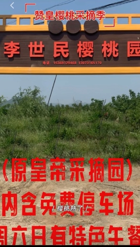 李世民樱桃采摘园