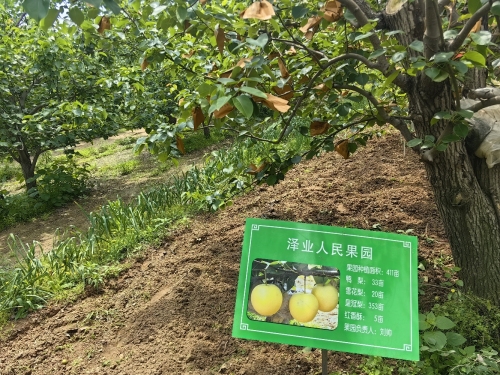 泽业人民果园