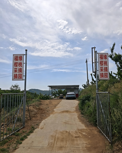 福缘樱桃采摘园