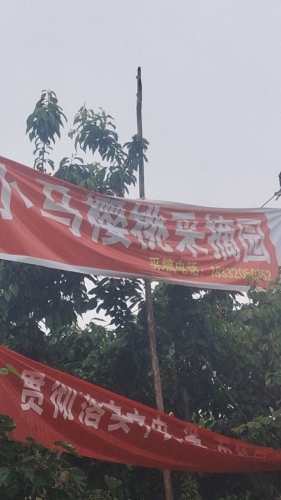 小马樱桃采摘园